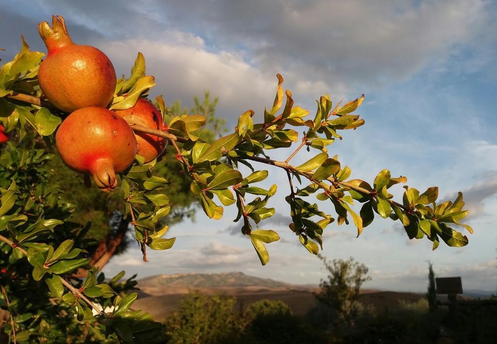 Agriturismo Signorini Orciatico エクステリア 写真